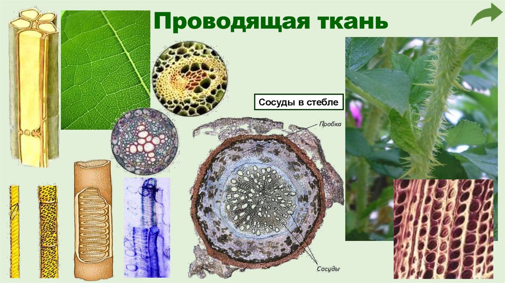 Проводящая ткань