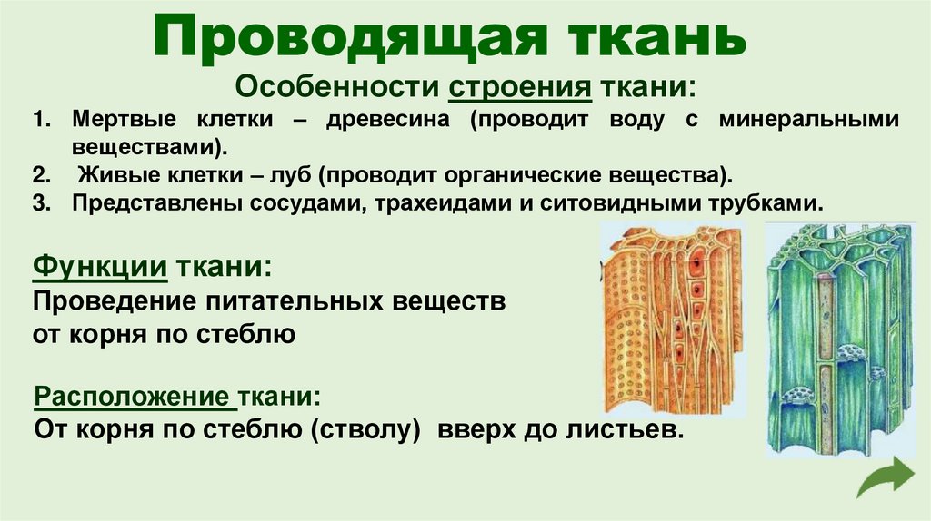 Проводящая ткань