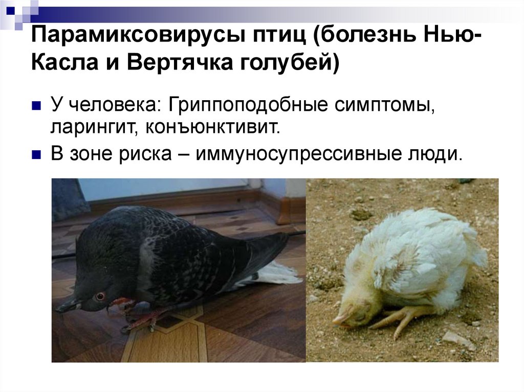 Парамиксовирусы птиц (болезнь Нью-Касла и Вертячка голубей)