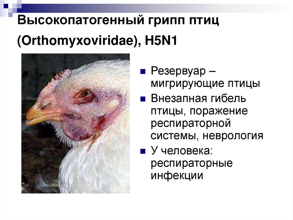 Высокопатогенный грипп птиц (Orthomyxoviridae), H5N1