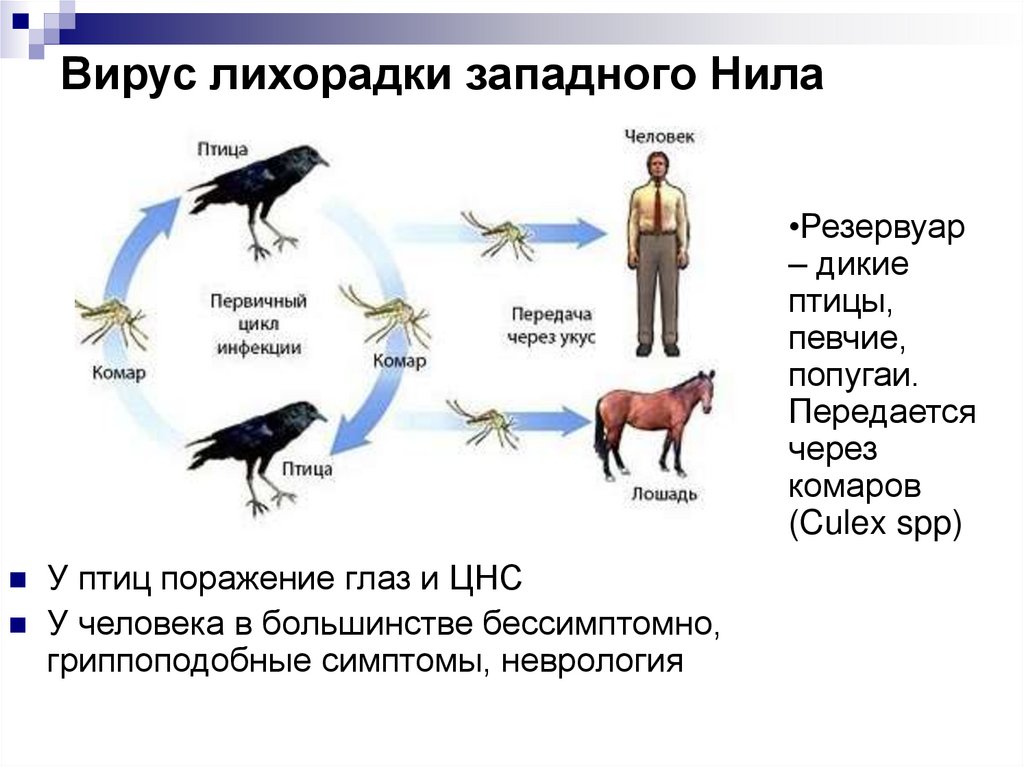 Вирус лихорадки западного Нила