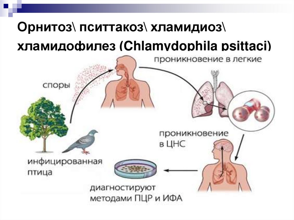 Орнитоз\ пситтакоз\ хламидиоз\ хламидофилез (Chlamydophila psittaci)