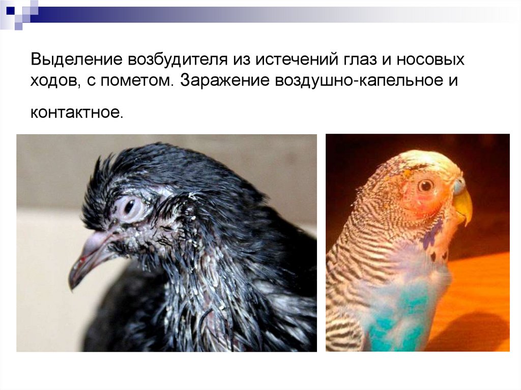 Выделение возбудителя из истечений глаз и носовых ходов, с пометом. Заражение воздушно-капельное и контактное.