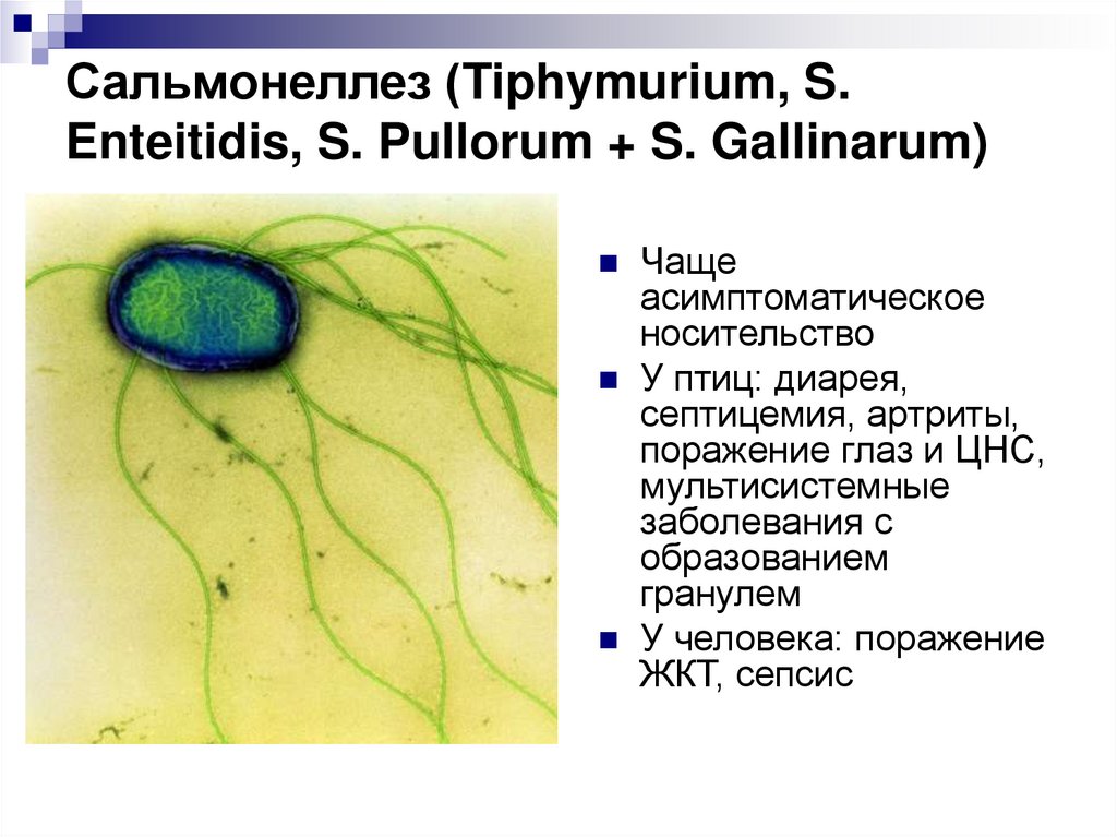 Сальмонеллез (Tiphymurium, S. Enteitidis, S. Pullorum + S. Gallinarum)