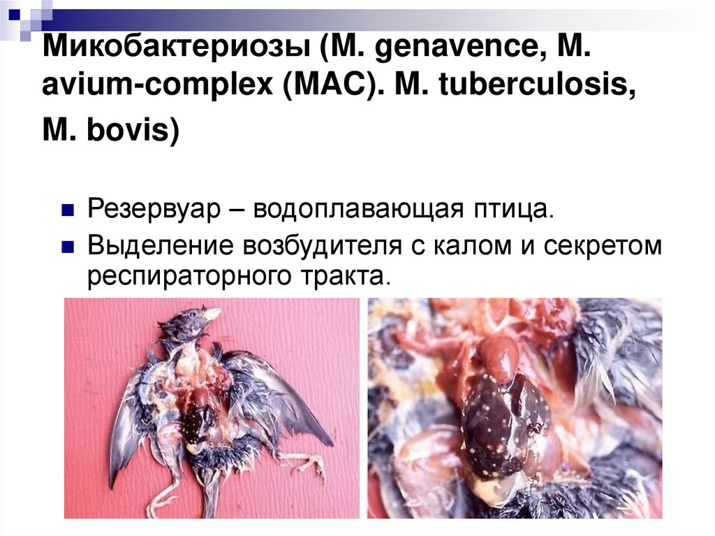 Микобактериозы (M. genavence, M. avium-complex (MAC). M. tuberculosis, M. bovis)