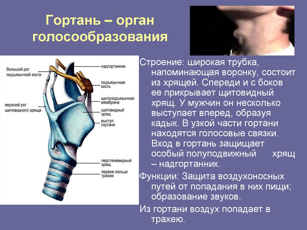 Гортань – орган голосообразования