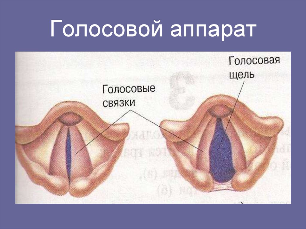 Голосовой аппарат