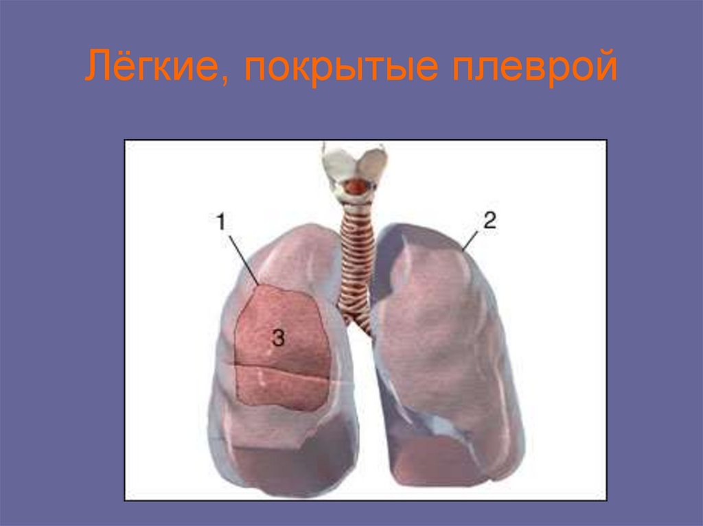 Лёгкие, покрытые плеврой