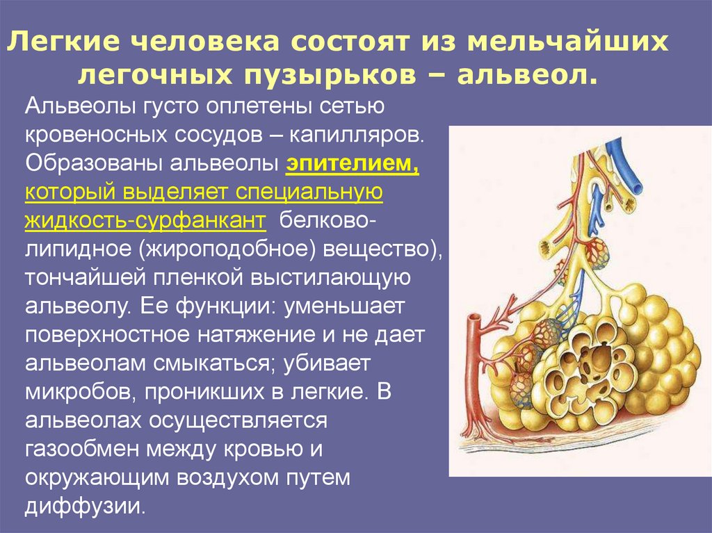Легкие человека состоят из мельчайших легочных пузырьков – альвеол.