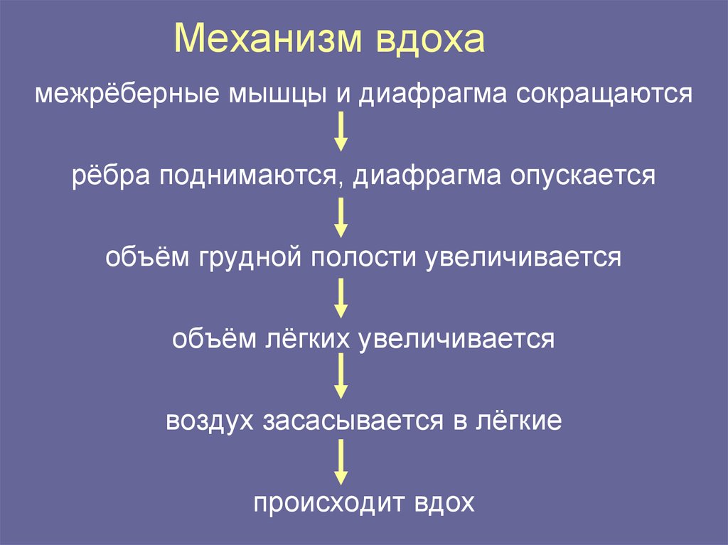 Механизм вдоха