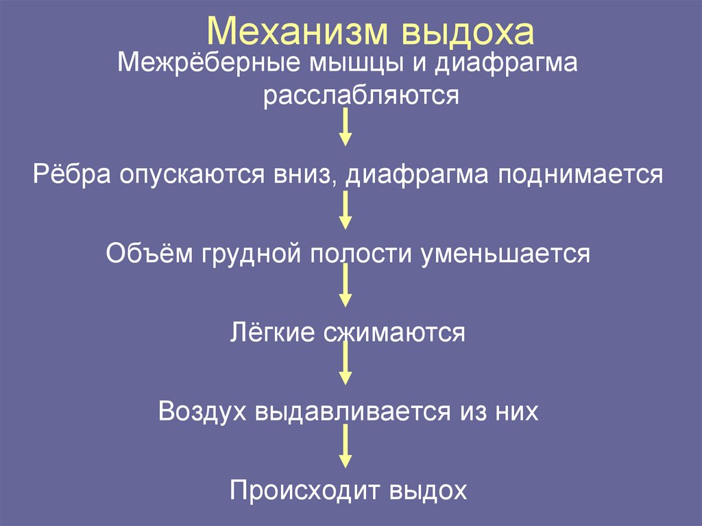 Механизм выдоха