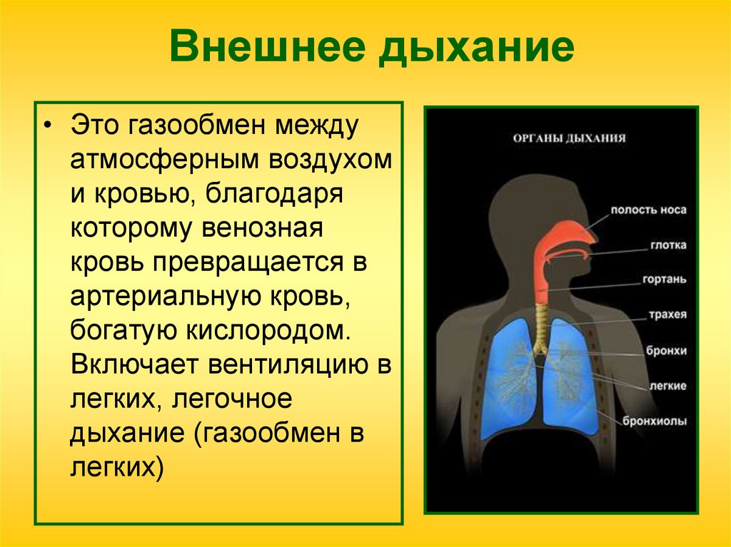 Внешнее дыхание