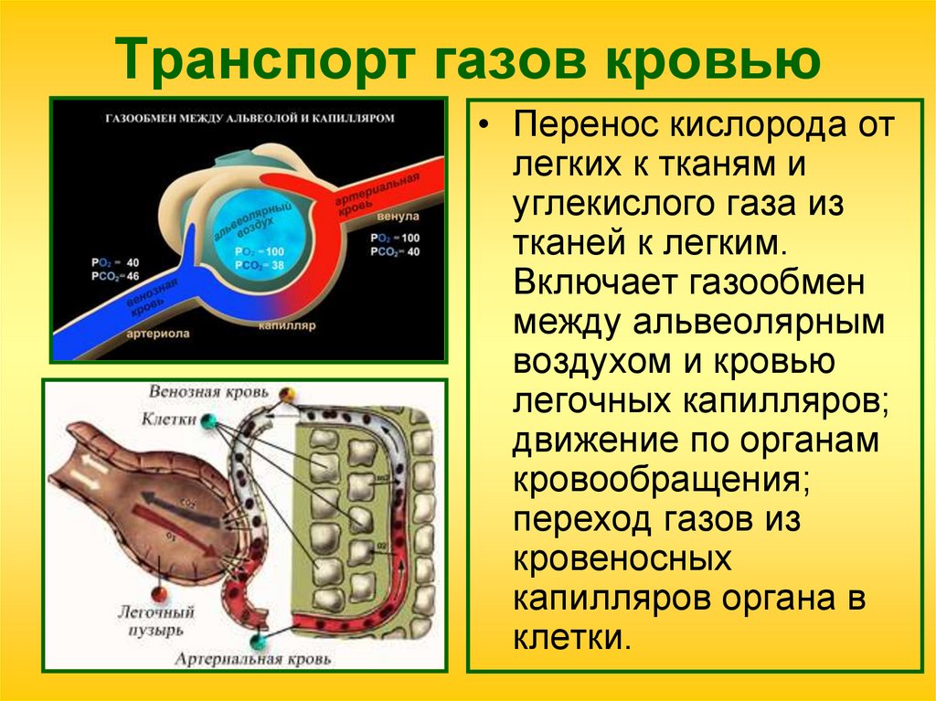 Транспорт газов кровью