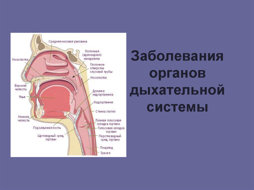 Заболевания органов дыхательной системы