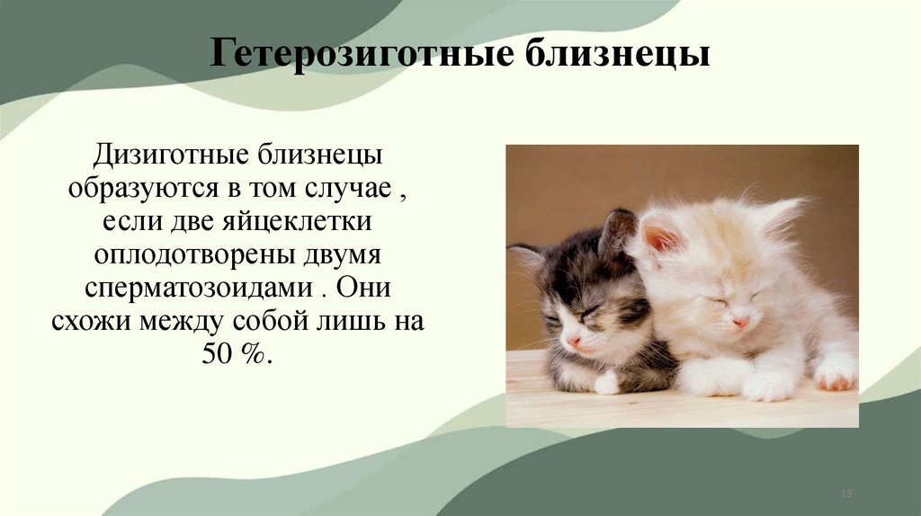 Гетерозиготные близнецы