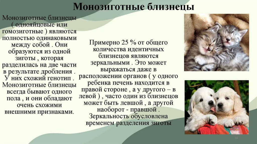 Монозиготные близнецы