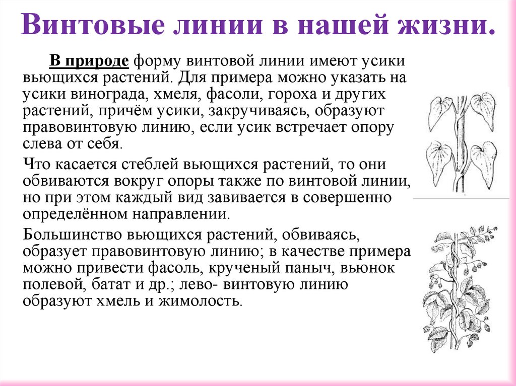 Винтовые линии в нашей жизни.