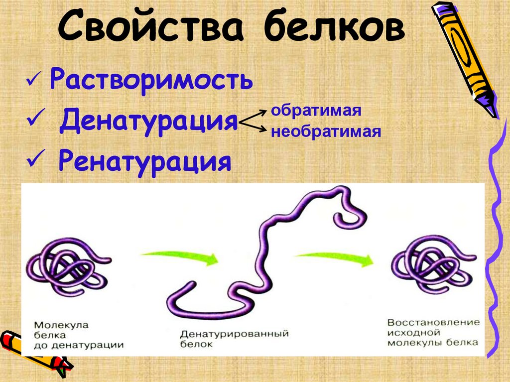 Свойства белков