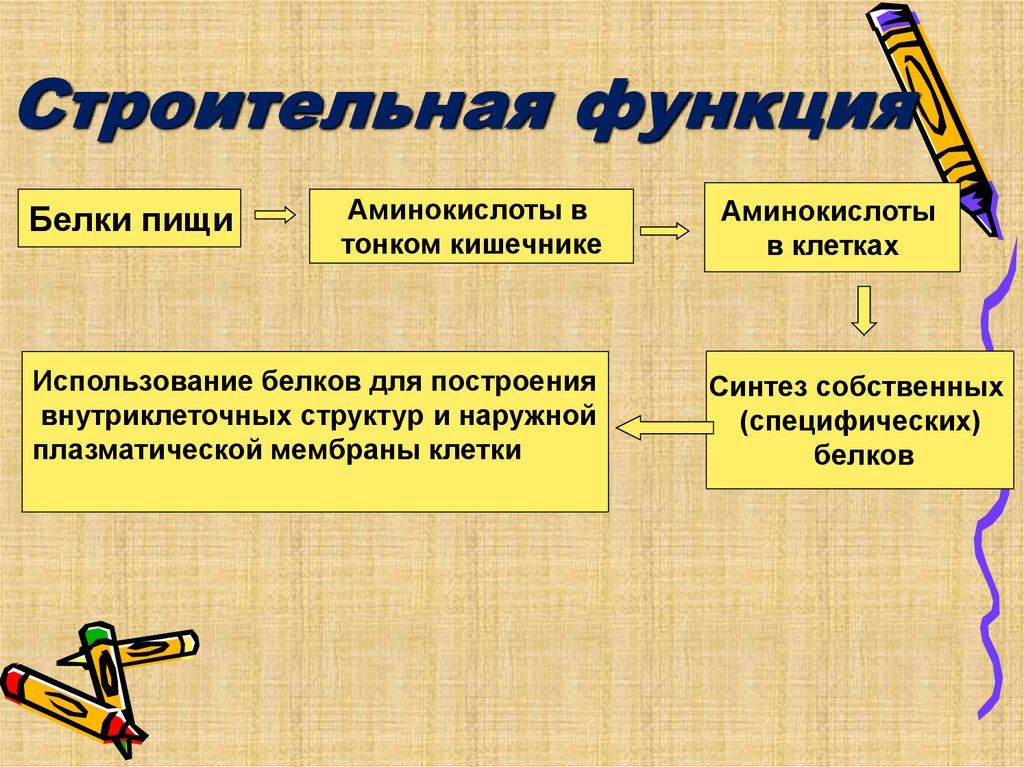 Строительная функция