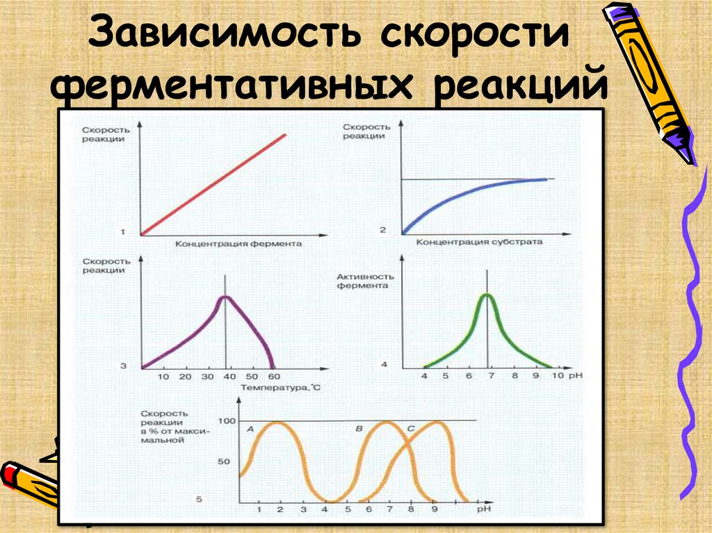 Зависимость скорости ферментативных реакций