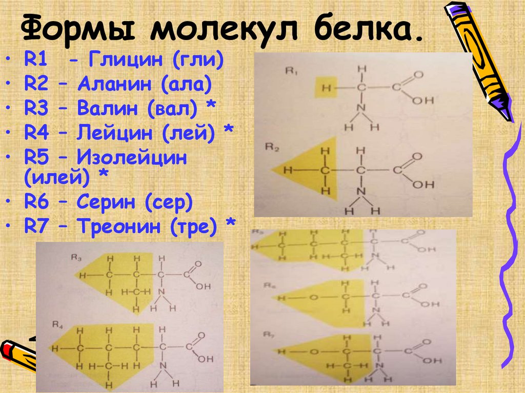 Формы молекул белка.