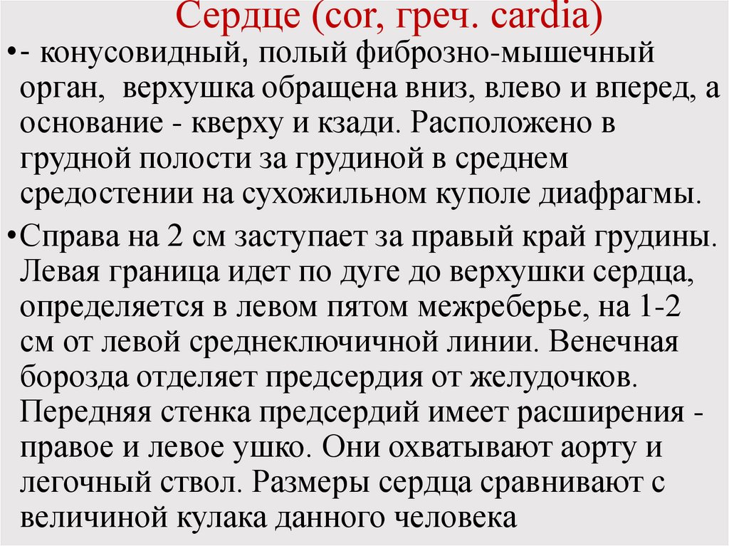 Сердце (cor, греч. cardia)