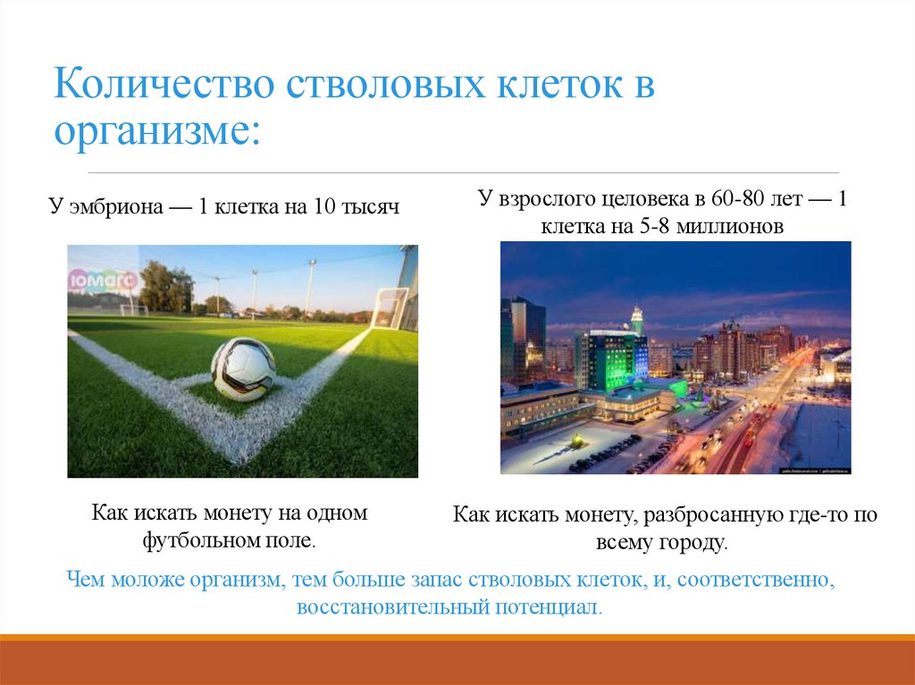 Количество стволовых клеток в организме: