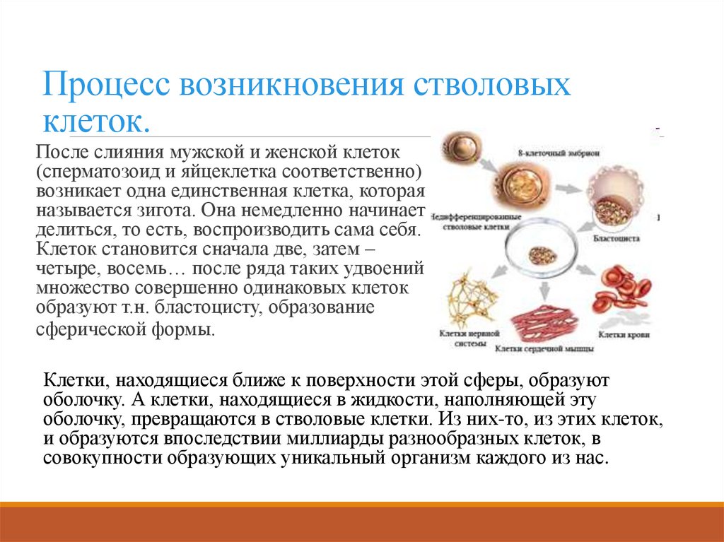 Процесс возникновения стволовых клеток.