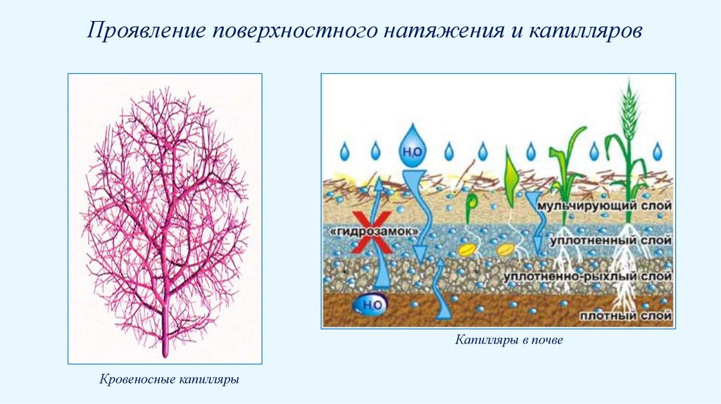 Закономерности капиллярных явлений
