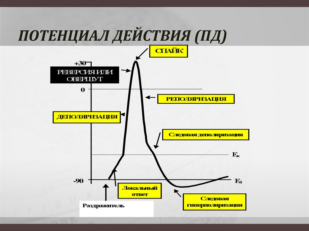 ПОТЕНЦИАЛ ДЕЙСТВИЯ (ПД)