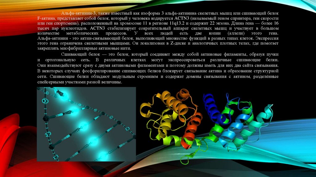 Альфа-актинин-3, также известный как изоформа 3 альфа-актинина скелетных мышц или сшивающий белок F-актина, представляет
