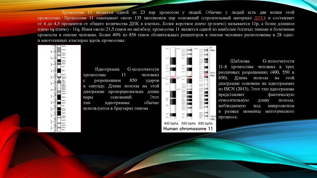 Хромосома 11 является одной из 23 пар хромосом у людей. Обычно у людей есть две копии этой хромосомы. Хромосома 11 охватывает