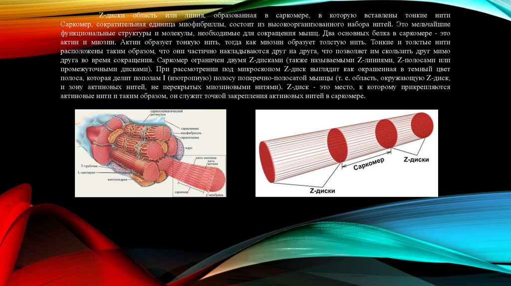 Z-диски область или линия, образованная в саркомере, в которую вставлены тонкие нити Саркомер, сократительная единица