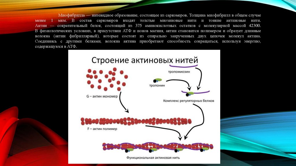 Миофибрилла — нитевидное образование, состоящее из саркомеров. Толщина миофибрилл в общем случае менее 1 мкм. В состав
