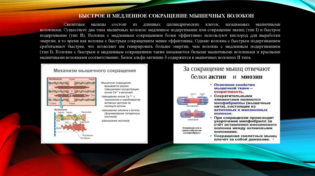 Скелетные мышцы состоят из длинных цилиндрических клеток, называемых мышечными волокнами. Существует два типа мышечных волокон: