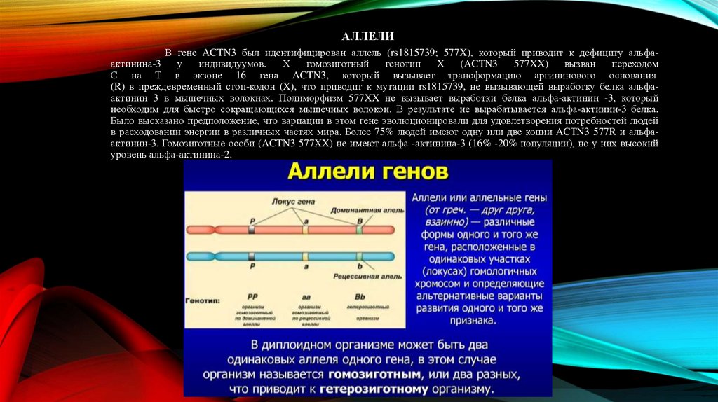 В гене ACTN3 был идентифицирован аллель (rs1815739; 577X), который приводит к дефициту альфа-актинина-3 у индивидуумов.