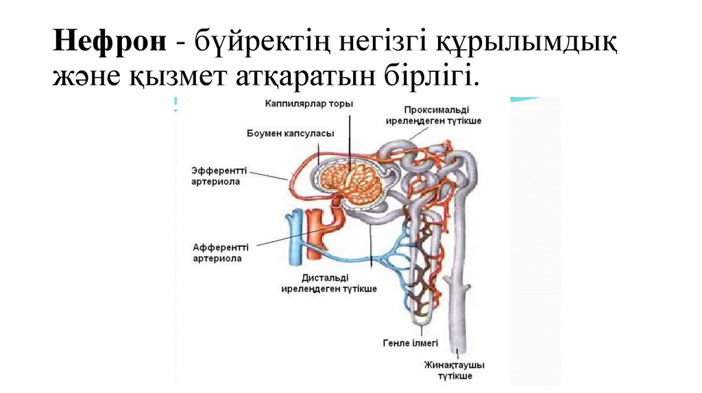 Нефрон - бүйректің негізгі құрылымдық және қызмет атқаратын бірлігі.