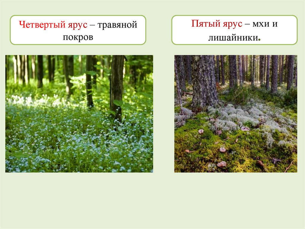 Podręcznik Od Biologii Klasa 7 Prezentatsia_po_biologii_na_temu_Struktura_rastitelnogo_soobschestva__7