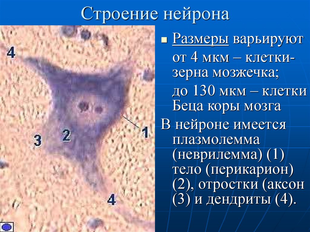 Строение нейрона