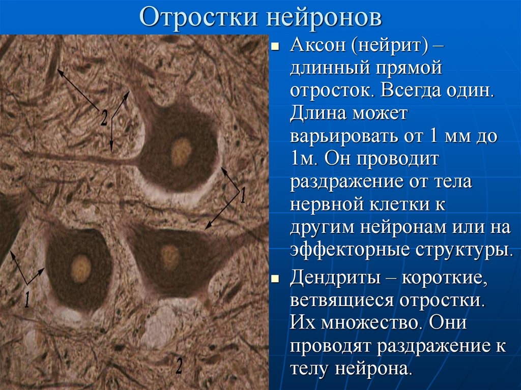 Отростки нейронов