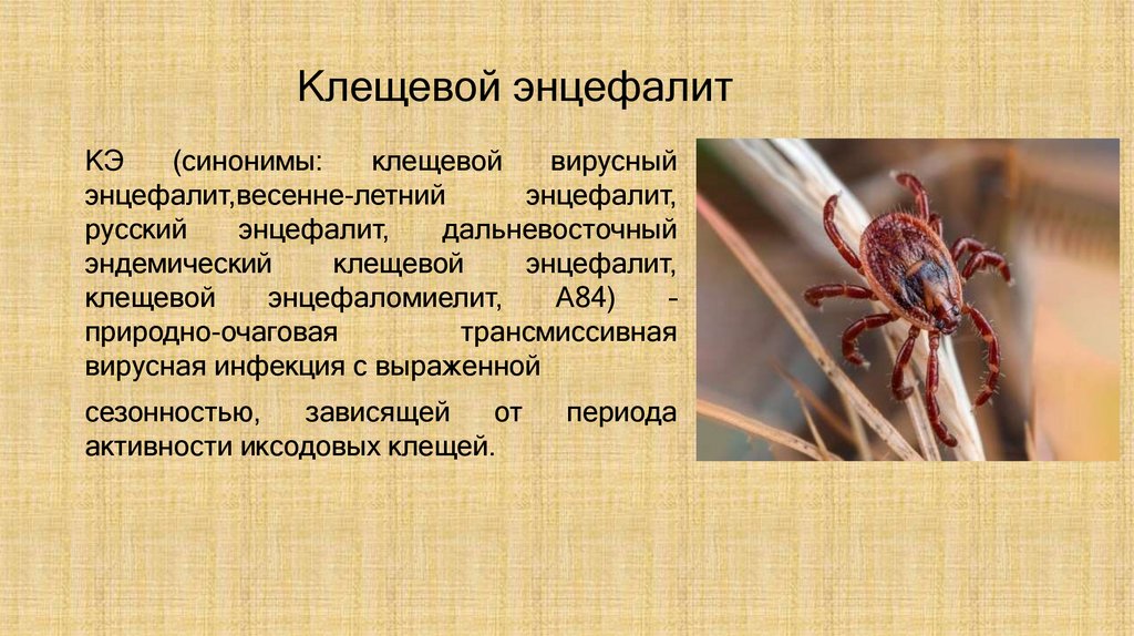 Клещевой энцефалит