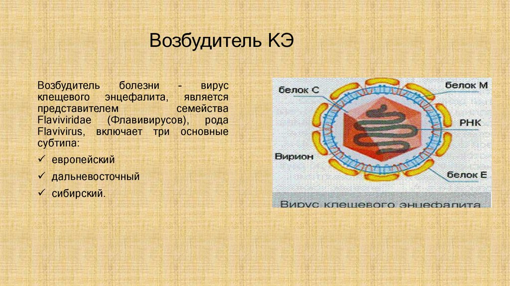 Возбудитель КЭ