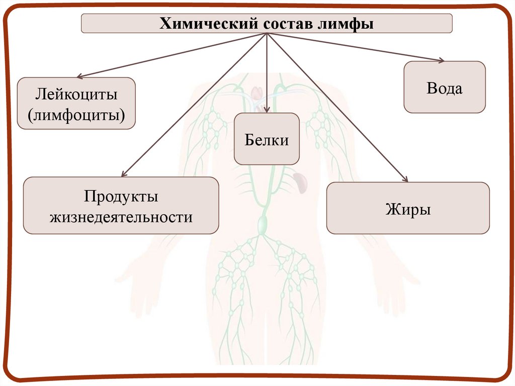 Химический состав лимфы