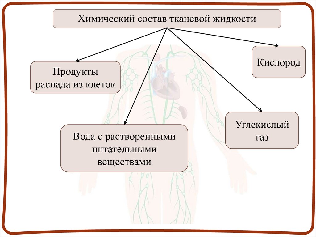 Химический состав тканевой жидкости