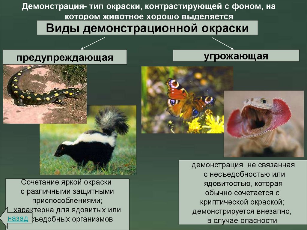 Демонстрация- тип окраски, контрастирующей с фоном, на котором животное хорошо выделяется