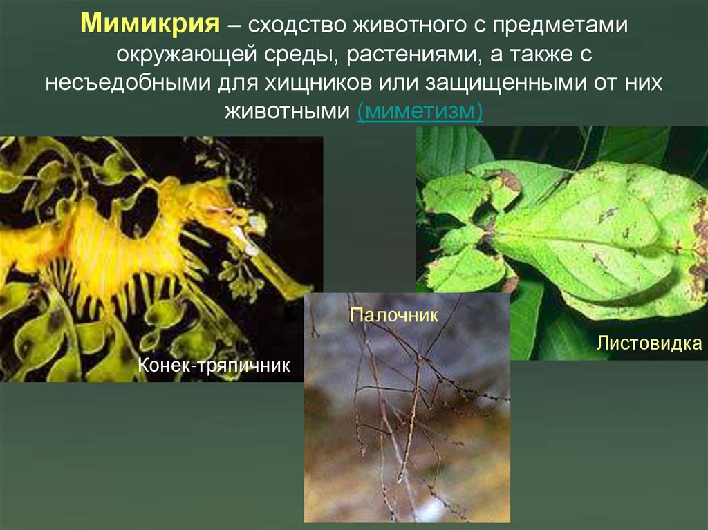 Мимикрия – сходство животного с предметами окружающей среды, растениями, а также с несъедобными для хищников или защищенными от