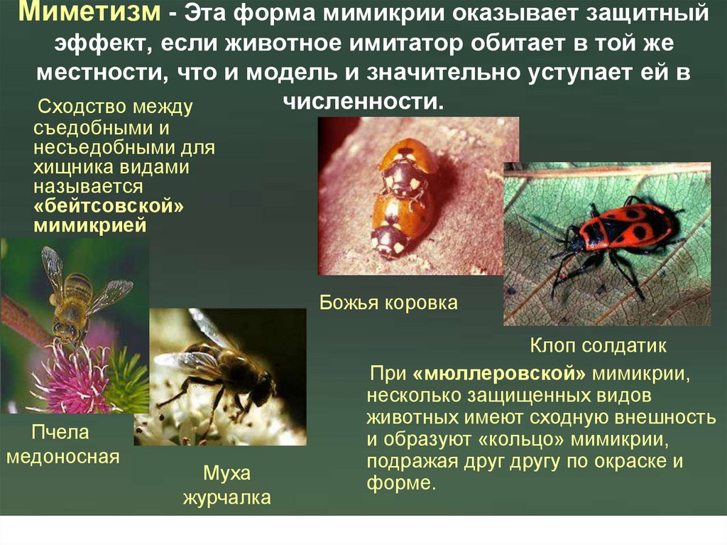 Миметизм - Эта форма мимикрии оказывает защитный эффект, если животное имитатор обитает в той же местности, что и модель и