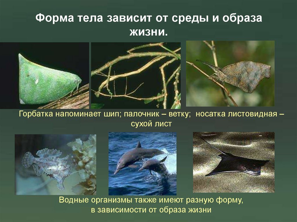 Форма тела зависит от среды и образа жизни.