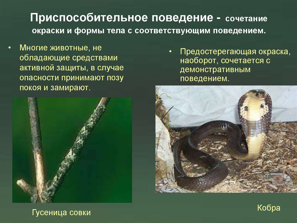 Приспособительное поведение - сочетание окраски и формы тела с соответствующим поведением.