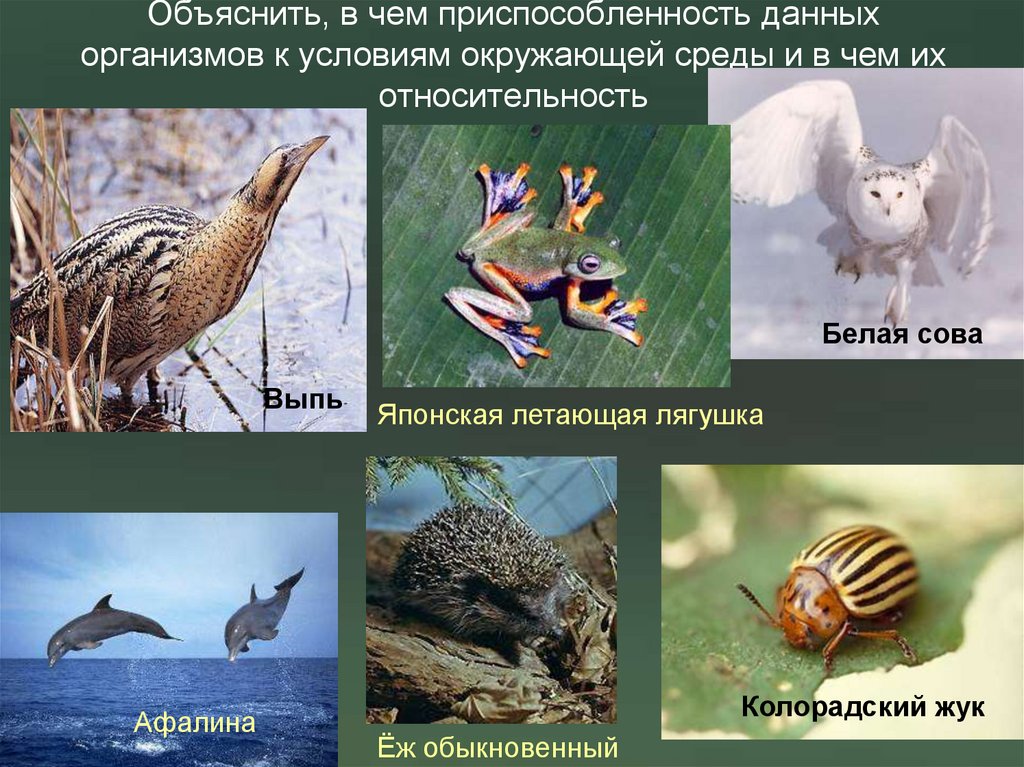 Объяснить, в чем приспособленность данных организмов к условиям окружающей среды и в чем их относительность